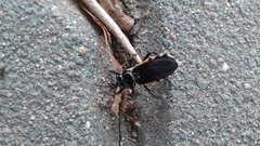 Ectrychotes andreae