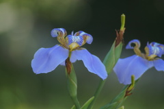 Trimezia coerulea