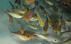 Pempheris poeyi