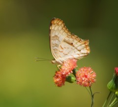 Anartia jatrophae