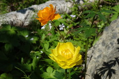 Trollius asiaticus