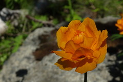 Trollius asiaticus