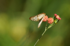 Anartia jatrophae