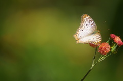Anartia jatrophae