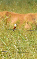 Sporophila palustris