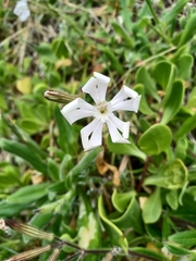 Silene undulata undulata