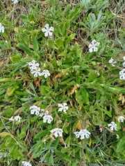 Silene undulata undulata