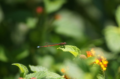 Oxyagrion