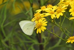 Pseudopieris nehemia