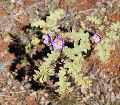 Solanum petrophilum