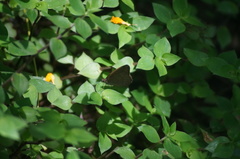 Cissia phronius
