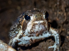 Breviceps
