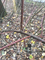 Cornus sericea