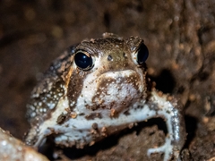 Breviceps