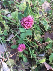 Trifolium pratense