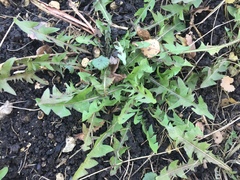 Taraxacum officinale
