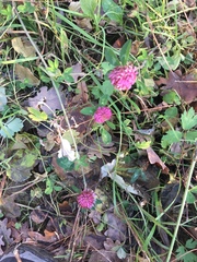 Trifolium pratense