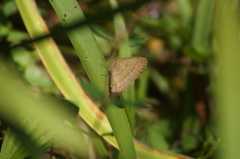 Cissia phronius