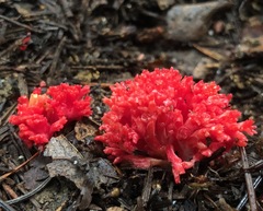 Ramaria araiospora