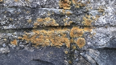 Variospora flavescens