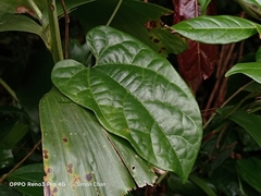 Aristolochia acuminata