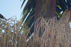 Thraupis palmarum