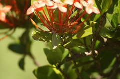 Cyanophrys herodotus