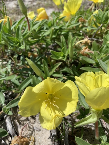 Oenothera drummondii