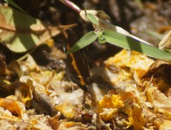 Parcella amarynthina