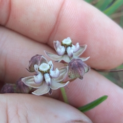 Asclepias cucullata cucullata