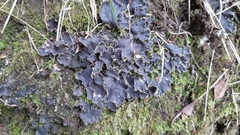 Peltigera hymenina