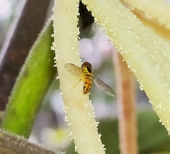 Nuntianus
