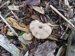 Lentinellus micheneri