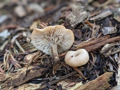 Lentinellus micheneri