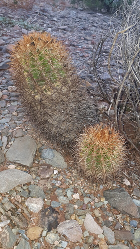 Parodia ritteri
