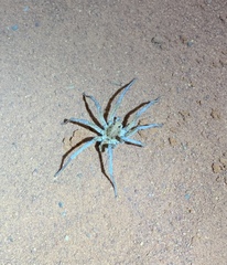 Hoggicosa