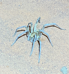 Hoggicosa