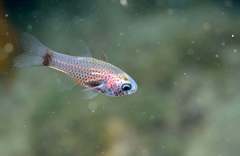 Dusky Cardinalfish photo 2