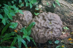 Calvatia rugosa
