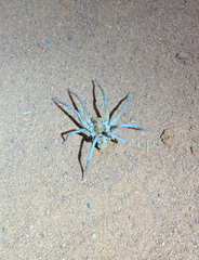 Hoggicosa
