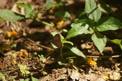 Cissia phronius