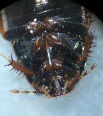Microporus nigrita