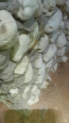 Parabuthus laevifrons