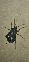 Carabus gigas