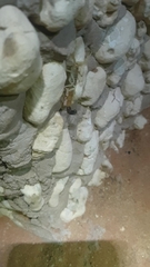 Parabuthus laevifrons