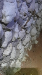 Parabuthus laevifrons