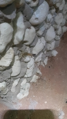 Parabuthus laevifrons