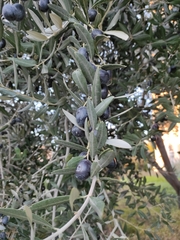 Olea europaea