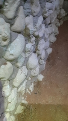 Parabuthus laevifrons