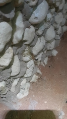 Parabuthus laevifrons